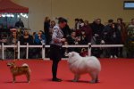Meilleur de Race Bourges 2016
